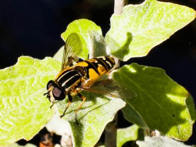  Helophilus pendulus (Linnaeus, 1758)