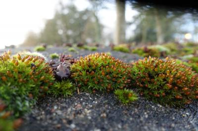  Orthotrichum Hedw., 1801