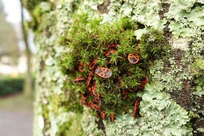  Orthotrichum lyellii Hook. & Taylor, 1818