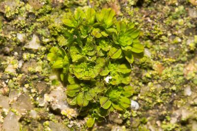  Syntrichia laevipila Brid., 1819