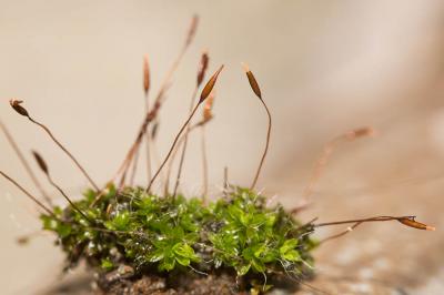  Tortula muralis Hedw., 1801