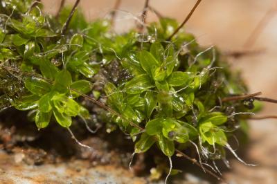 Tortula muralis Hedw., 1801