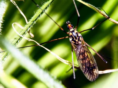  Nephrotoma crocata (Linnaeus, 1758)