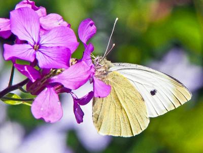 Piéride du Chou (La), Grande Piéride du Chou (La), Pieris brassicae (Linnaeus, 1758)