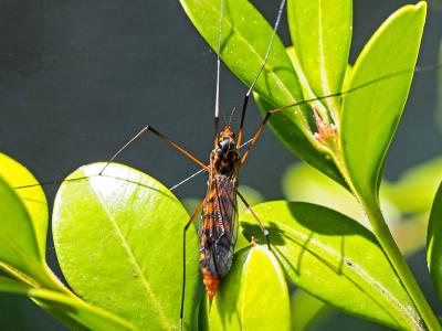 Nephrotoma crocata (Linnaeus, 1758)