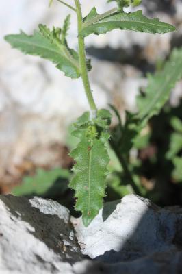 Lunetière à feuilles de chicorée Biscutella cichoriifolia Loisel., 1810