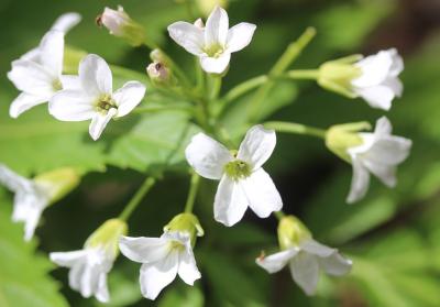 Dentaire pennée Cardamine heptaphylla (Vill.) O.E.Schulz, 1903
