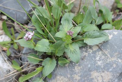 Valériane des montagnes Valeriana montana L., 1753