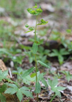 Euphorbe douce Euphorbia dulcis L., 1753