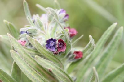 Cynoglosse officinale Cynoglossum officinale L., 1753