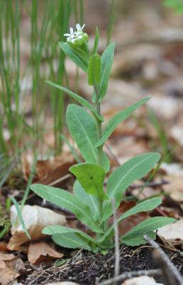 Arabette Tourette Pseudoturritis turrita (L.) Al-Shehbaz, 2005