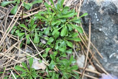 Globulaire à feuilles cordées, Veuve-céleste Globularia cordifolia L., 1753