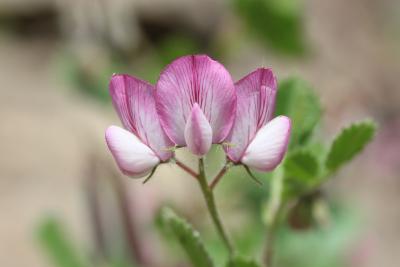 Bugrane à feuilles rondes, Bugrane à grandes fleur Ononis rotundifolia L., 1753