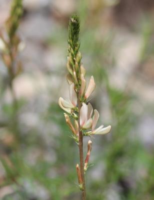 Sainfoin des rochers, Esparcette des rochers Onobrychis saxatilis (L.) Lam., 1779