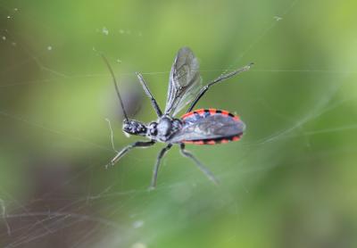  Sphedanolestes sanguineus (Fabricius, 1794)