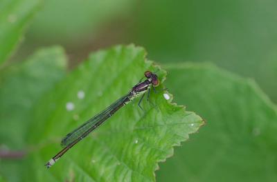 Naïade au corps vert (La) Erythromma viridulum (Charpentier, 1840)