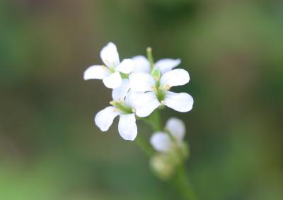 Arabette ciliée Arabis ciliata Clairv., 1811