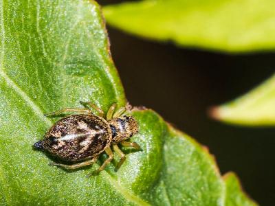  Heliophanus C. L. Koch, 1833