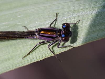 Agrion élégant Ischnura elegans (Vander Linden, 1820)