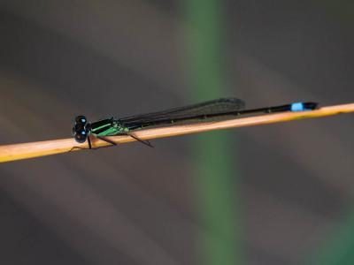 Agrion élégant Ischnura elegans (Vander Linden, 1820)
