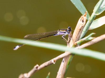 Agrion élégant Ischnura elegans (Vander Linden, 1820)
