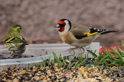 Chardonneret élégant Carduelis carduelis (Linnaeus, 1758)