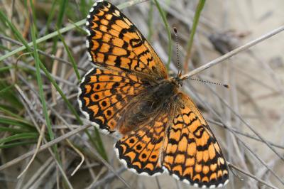 Mélitée du Plantain (La), Déesse à ceinturons (La) Melitaea cinxia (Linnaeus, 1758)