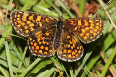 Mélitée du Mélampyre (La), Damier Athalie (Le) Melitaea athalia (Rottemburg, 1775)