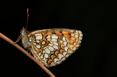 Mélitée du Mélampyre (La), Damier Athalie (Le) Melitaea athalia (Rottemburg, 1775)