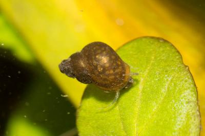 Bithynie commune Bithynia tentaculata (Linnaeus, 1758)