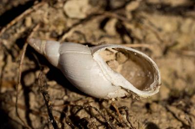 Grande limnée Lymnaea stagnalis (Linnaeus, 1758)