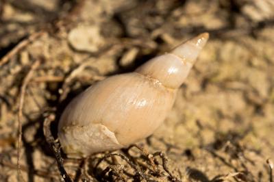 Grande limnée Lymnaea stagnalis (Linnaeus, 1758)