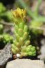 Orpin des Alpes Sedum alpestre Vill., 1779