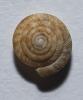 Bouton aplati Discus rotundatus omalisma (Fagot, 1879)
