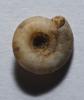 Bouton aplati Discus rotundatus omalisma (Fagot, 1879)