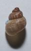 Élégante striée Pomatias elegans (O.F. Müller, 1774)