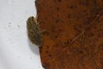  Naucoris maculatus Fabricius, 1798