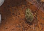  Naucoris maculatus Fabricius, 1798