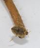  Peltodytes rotundatus (Aubé, 1836)