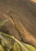 Caridine, Crevette d'eau douce Atyaephyra desmarestii (Millet, 1831)
