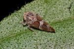  Stegelytra 
