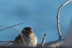 Bruant des roseaux Emberiza schoeniclus (Linnaeus, 1758)