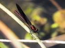 Caloptéryx hémorroïdal Calopteryx haemorrhoidalis (Vander Linden, 1825)