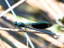 Caloptéryx éclatant Calopteryx splendens (Harris, 1780)