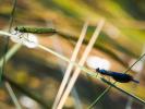 Caloptéryx éclatant Calopteryx splendens (Harris, 1780)