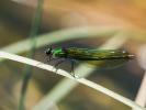 Caloptéryx éclatant Calopteryx splendens (Harris, 1780)