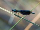 Caloptéryx éclatant Calopteryx splendens (Harris, 1780)