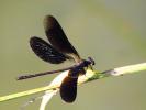Caloptéryx hémorroïdal Calopteryx haemorrhoidalis (Vander Linden, 1825)