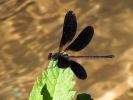 Caloptéryx hémorroïdal Calopteryx haemorrhoidalis (Vander Linden, 1825)