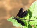 Caloptéryx hémorroïdal Calopteryx haemorrhoidalis (Vander Linden, 1825)